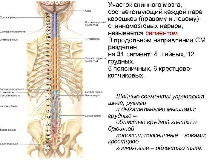 Анатомия Корешков спинного мозга поясничного отдела. 31 Пара передних Корешков спинномозговых нервов. Корешки спинномозговых нервов анатомия. Сколько пар спинномозговых нервов отходит от спинного