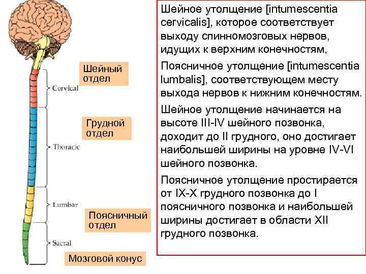 Шейный отдел мозга