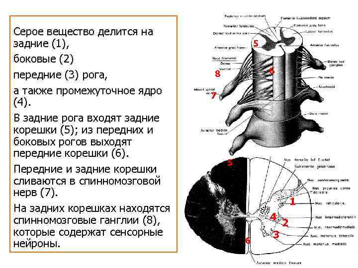 Рога спинного мозга