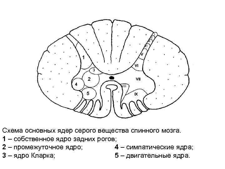 Определите какой цифрой на рисунке обозначено белое вещество спинного мозга