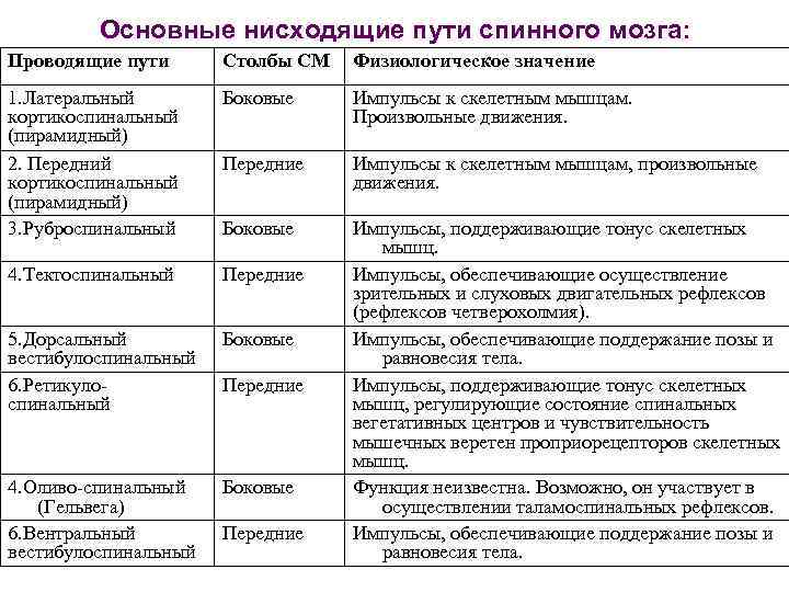 Схема восходящих и нисходящих путей спинного мозга