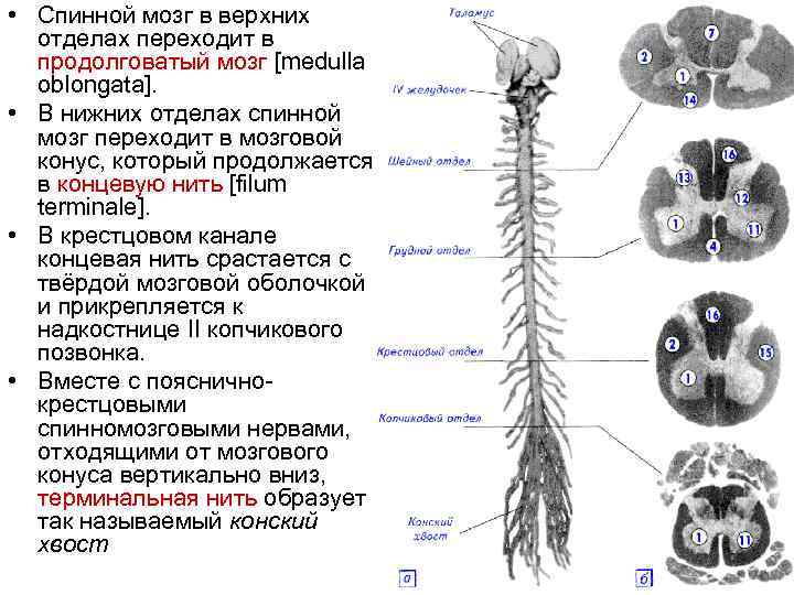 Спинной мозг выходит из. Строение спинного мозга конус. Продолговатый спинной мозг строение. Конский хвост спинного мозга анатомия. Мозговой конус терминальная нить конский хвост.
