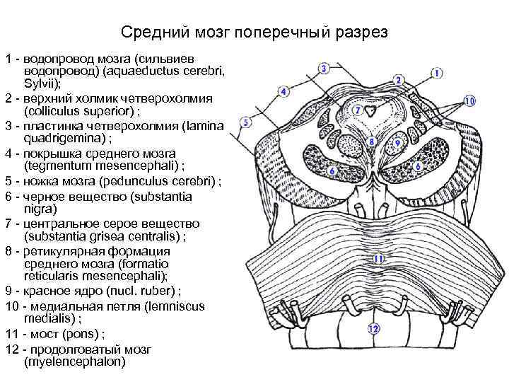 Схема строения среднего мозга