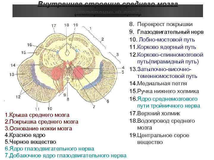 Средний мозг схема