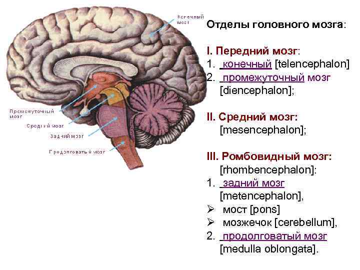 Топография отделов головного мозга. Отделы головного мозга анатомия латынь. Отделы головного мозга средний мозг. Серый мозг латынь