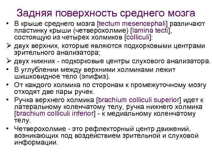 Задняя поверхность среднего мозга • В крыше среднего мозга [tectum mesencephali] различают пластинку крыши