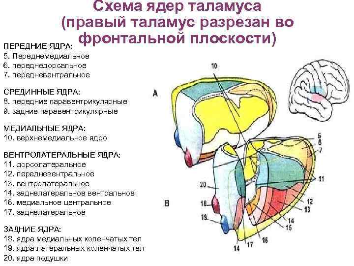 Схема ядер таламуса