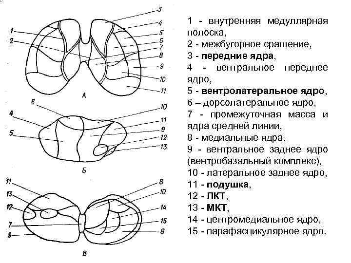 1 - внутренняя медуллярная полоска, 2 - межбугорное сращение, 3 - передние ядра, 4