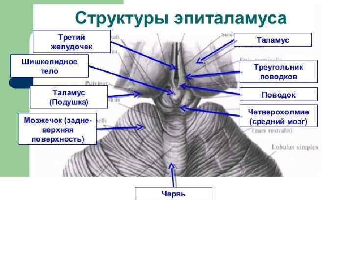 Промежуточный мозг схема