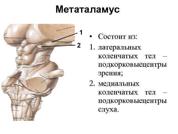 Коленчатые тела мозга. Метаталамус промежуточного мозга. Коленчатые тела промежуточного мозга. Промежуточный мозг эпиталамус. Метаталамус анатомия строение.