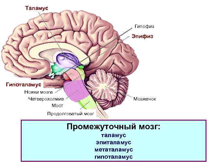 Промежуточный мозг на картинке