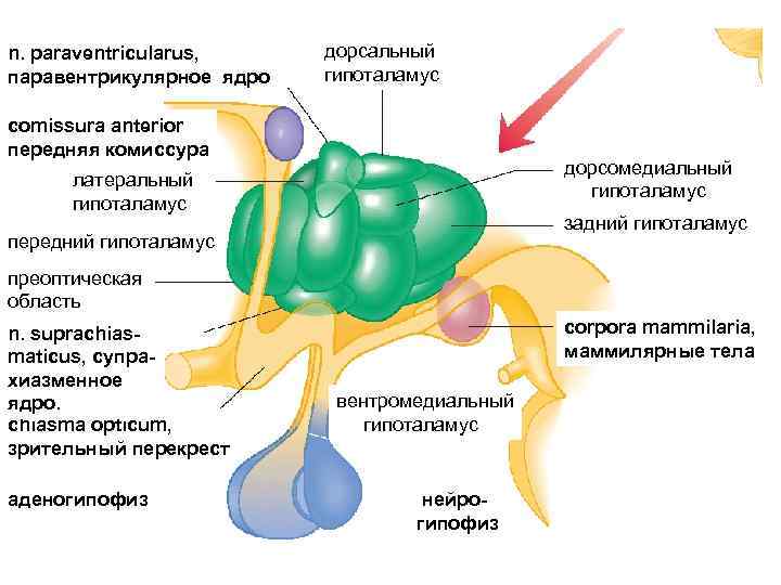 n. рaraventricularus, паравентрикулярное ядро дорсальный гипоталамус comissura anterior передняя комиссура дорсомедиальный гипоталамус латеральный гипоталамус