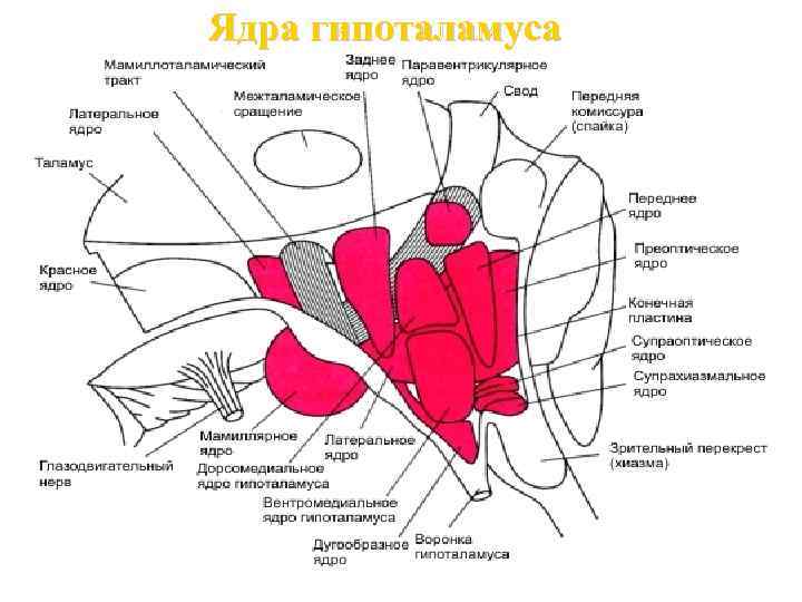 Ядра гипоталамуса 