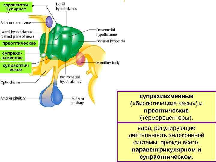 паравентрикулярное преоптические супрахиазменное супраоптич еское супрахиазменные ( «биологические часы» ) и преоптические (терморецепторы). ядра,