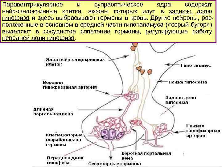 Паравентрикулярное и супраоптическое ядра содержат нейроэндокринные клетки, аксоны которых идут в заднюю долю гипофиза