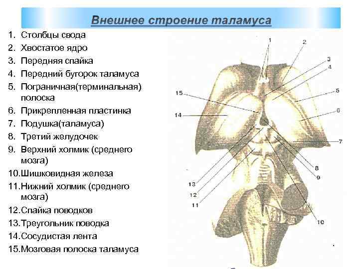 Продолговатый и промежуточный мозг