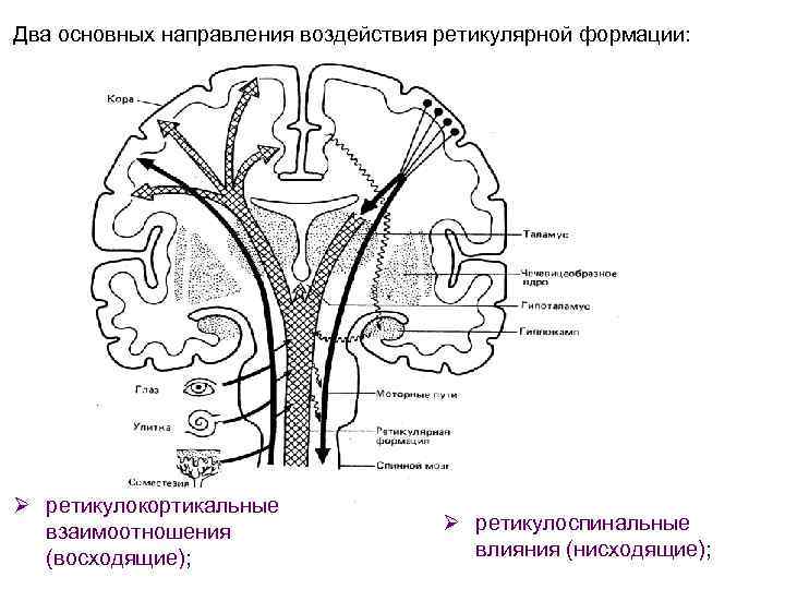 Два основных направления воздействия ретикулярной формации: Ø ретикулокортикальные взаимоотношения (восходящие); Ø ретикулоспинальные влияния (нисходящие);