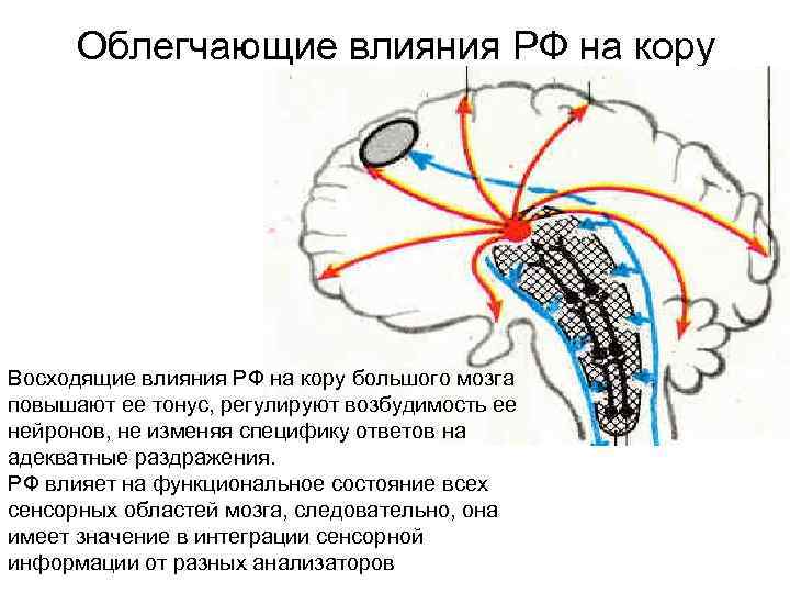 Влияние коры