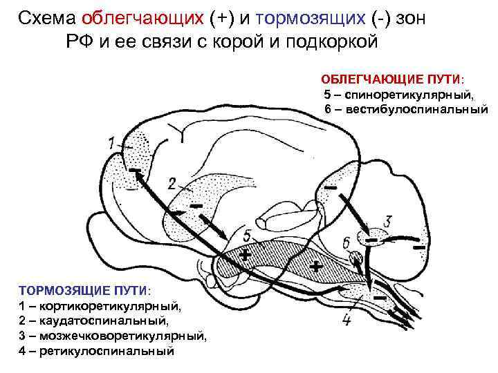 Схема облегчающих (+) и тормозящих (-) зон РФ и ее связи с корой и