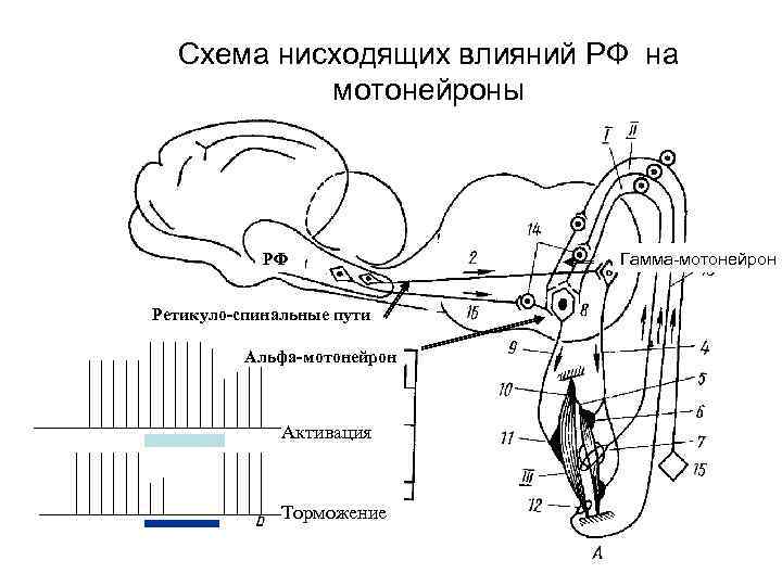 Схема нисходящих влияний РФ на мотонейроны РФ Ретикуло-спинальные пути Альфа-мотонейрон Активация Торможение Гамма-мотонейрон 