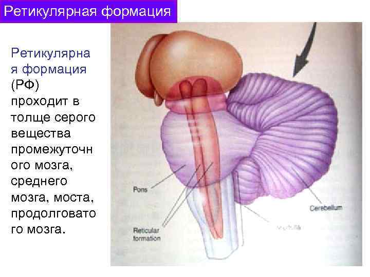 Ретикулярная формация фото