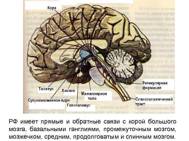 Нервные центры промежуточного мозга