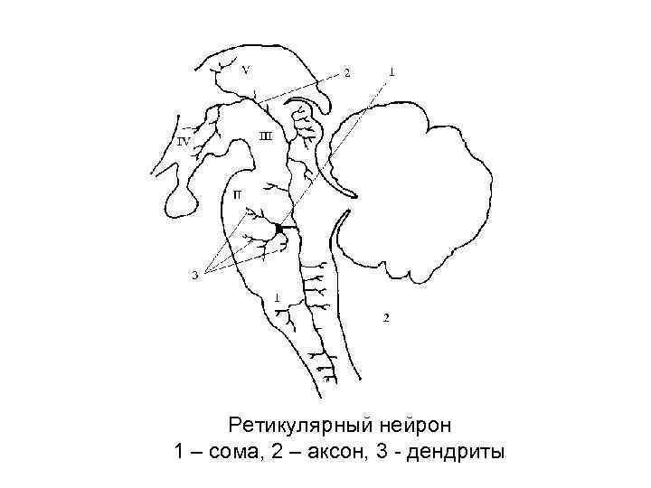 Ретикулярный нейрон 1 – сома, 2 – аксон, 3 - дендриты 