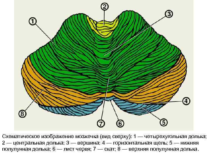 Схематическое изображение мозжечка (вид сверху): 1 — четырехугольная долька; 2 — центральная долька; 3
