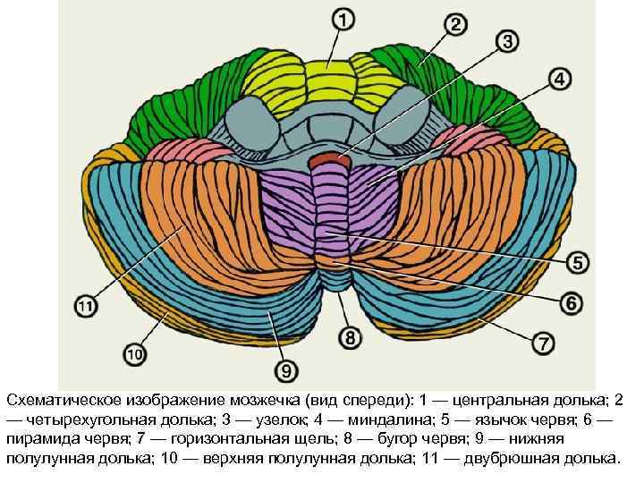 Схематическое изображение мозжечка (вид спереди): 1 — центральная долька; 2 — четырехугольная долька; 3