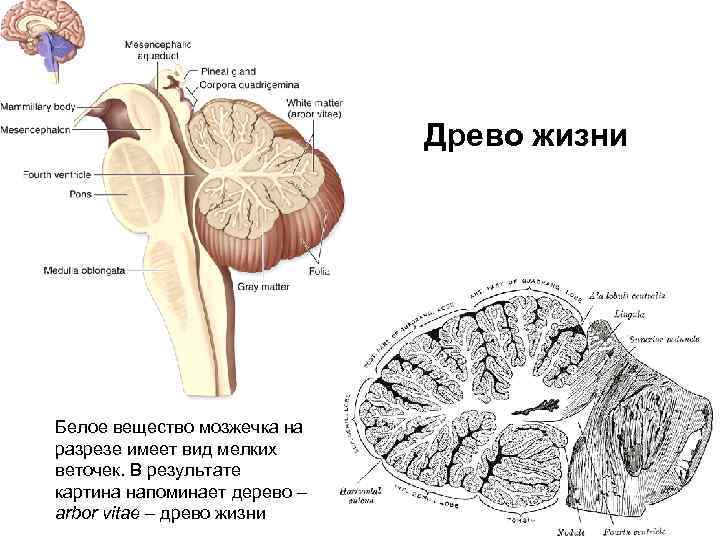 Древо жизни Белое вещество мозжечка на разрезе имеет вид мелких веточек. В результате картина