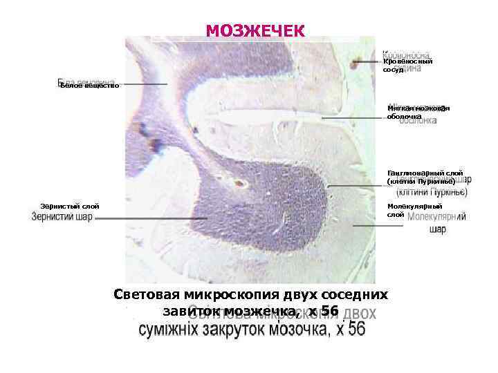 МОЗЖЕЧЕК Кровеносный сосуд Белое вещество Мягкая мозковая оболочка Ганглионарный слой (клетки Пуркинье) Зернистый слой