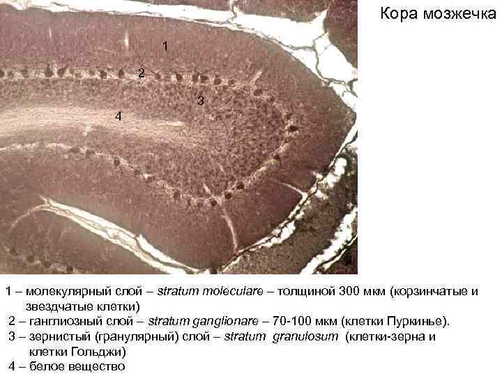 Кора мозжечка 1 2 3 4 1 – молекулярный слой – stratum moleculare –