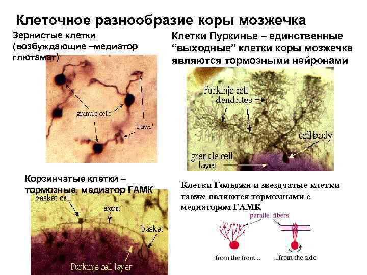 Клеточное разнообразие коры мозжечка Зернистые клетки (возбуждающие –медиатор глютамат) Корзинчатые клетки – тормозные, медиатор