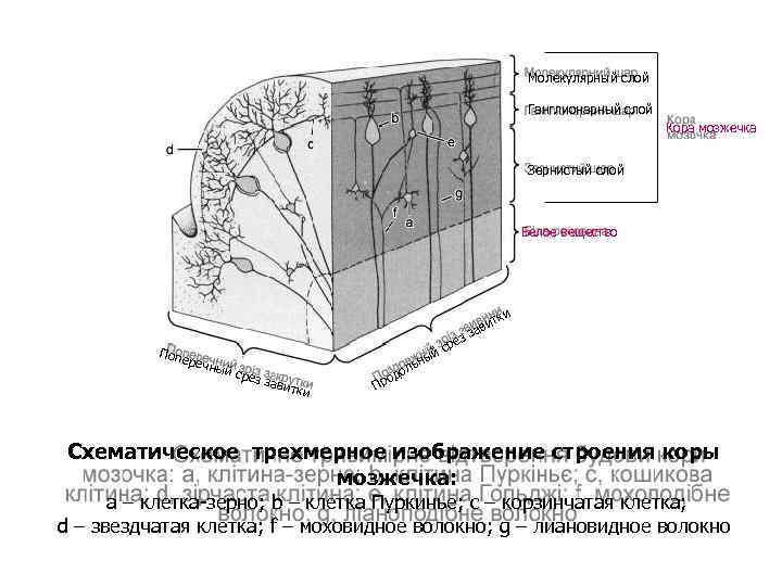 Молекулярный слой Ганглионарный слой Кора мозжечка Зернистый слой Белое вещество Попе речн ый с