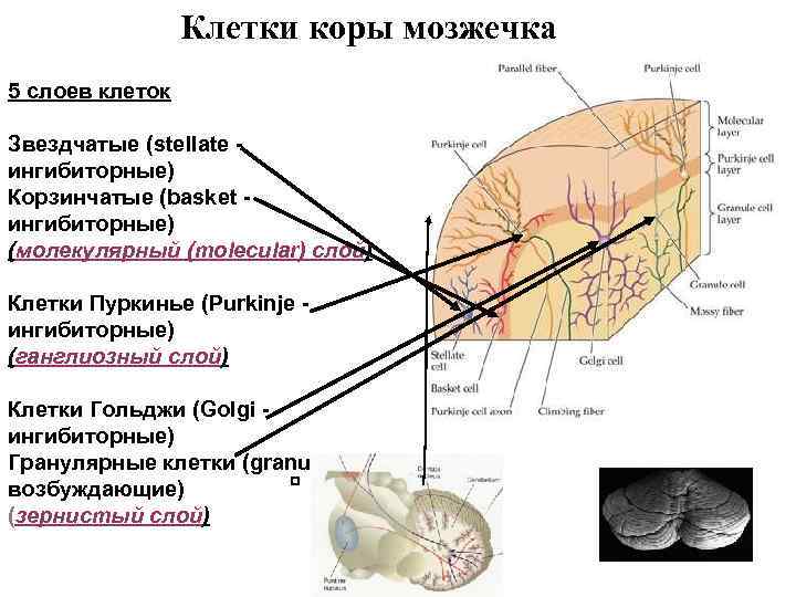 Клетки коры мозжечка 5 слоев клеток Звездчатые (stellate ингибиторные) Корзинчатые (basket ингибиторные) (молекулярный (molecular)