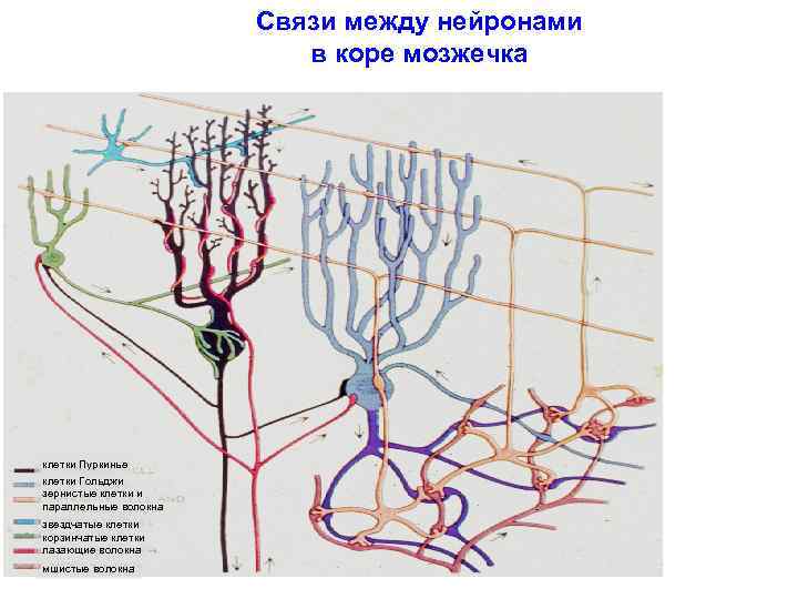 Схема межнейронных связей в коре мозжечка