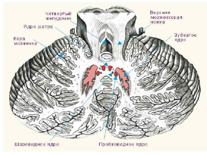 Гипоталамус гипофиз фото