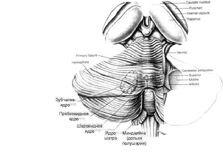 Ядра мозжечка Зубчатое ядро Пробковидное ядро Шаровидное ядро Ядро шатра Миндалина (долька полушария) 