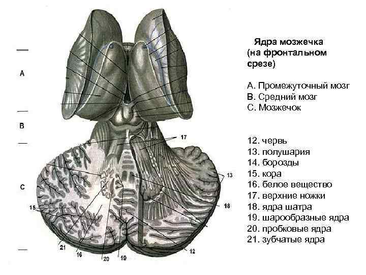 Ядра мозжечка. Мозжечок фронтальный срез. Мозжечок строение ядра анатомия. Мозжечок фронтальный срез ядра. Мозжечок ядра мозжечка анатомия.