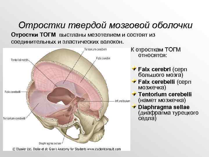 Отростки твердой мозговой оболочки Отростки ТОГМ выстланы мезотелием и состоят из соединительных и эластических