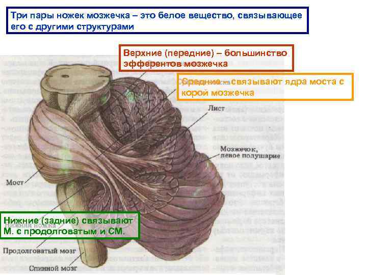 Три пары ножек мозжечка – это белое вещество, связывающее его с другими структурами Верхние