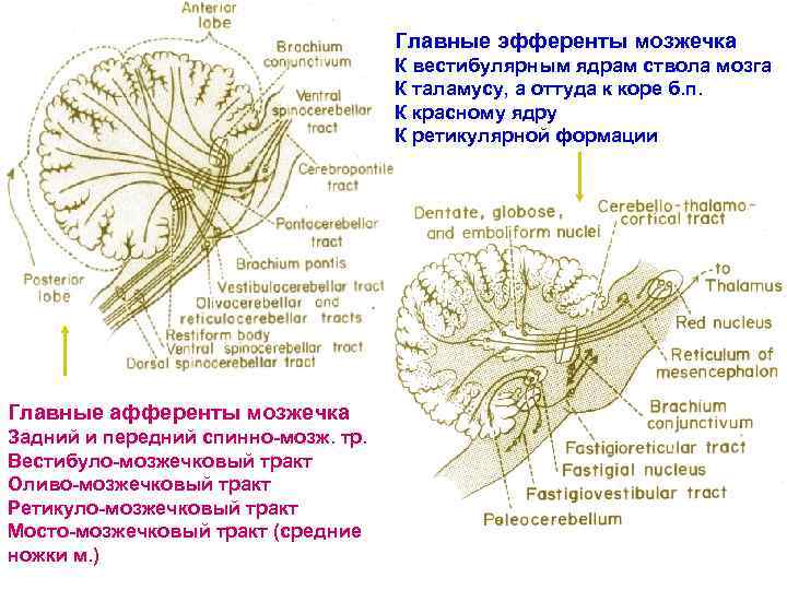 Схема взаимодействия нейронов в коре мозжечка