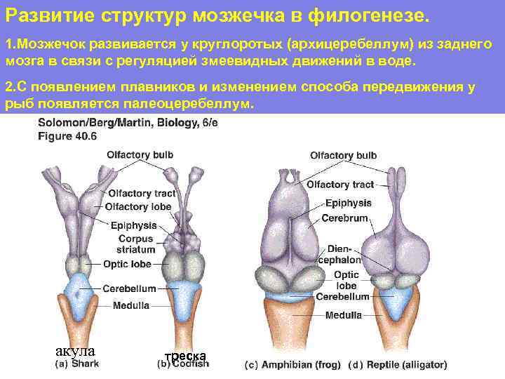 Развитие структур мозжечка в филогенезе. 1. Мозжечок развивается у круглоротых (архицеребеллум) из заднего мозга