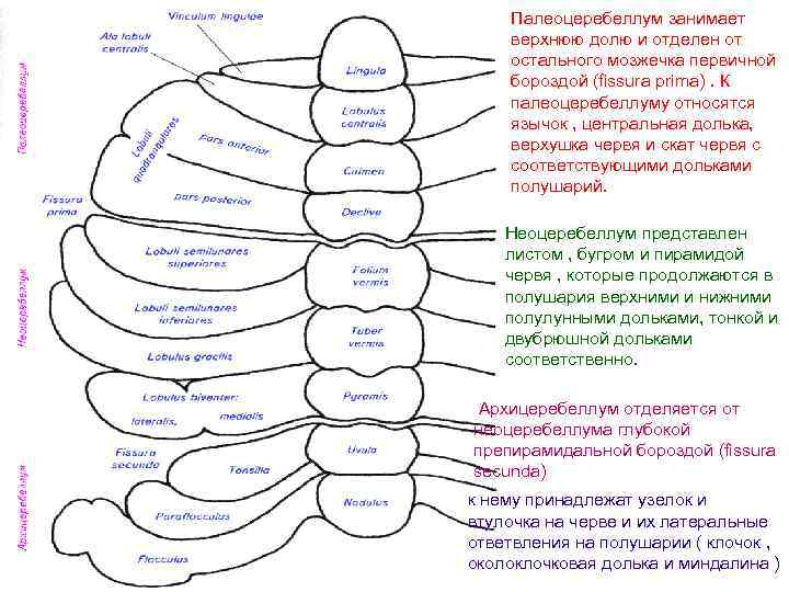 Палеоцеребеллум занимает верхнюю долю и отделен от остального мозжечка первичной бороздой (fissura prima). К