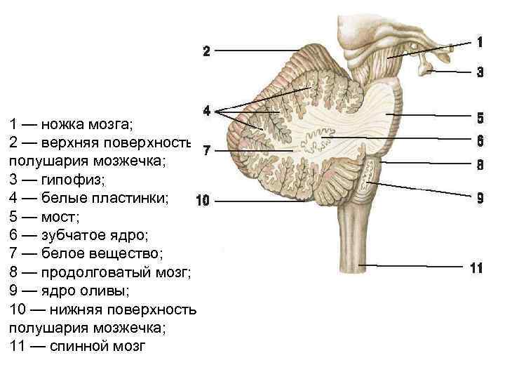 Средние ножки мозжечка. Строение среднего мозга анатомия. Строение продолговатого мозга и моста. Продолговатый мозг строение на препарате. Анатомия среднего мозга на латыни.