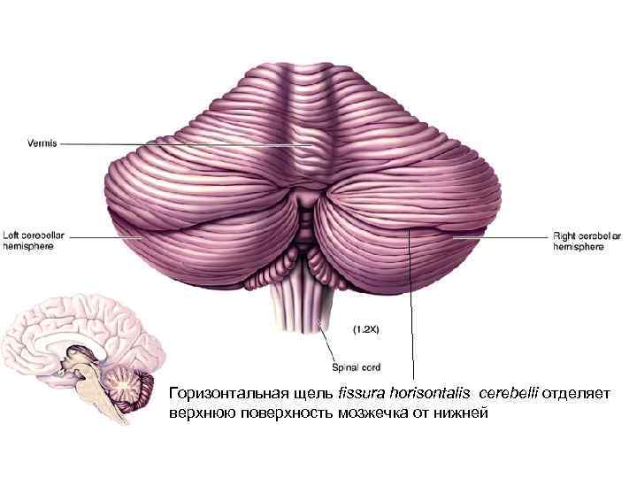 Горизонтальная щель fissura horisontalis cerebelli отделяет верхнюю поверхность мозжечка от нижней 