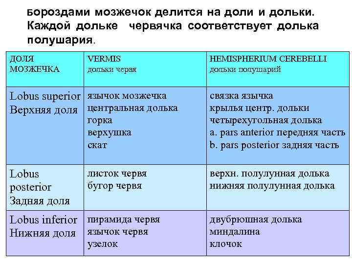 Бороздами мозжечок делится на доли и дольки. Каждой дольке червячка соответствует долька полушария. ДОЛЯ