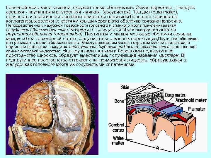 Сосудистая оболочка мозга. Паутинная мозговая оболочка гистология. Паутинная оболочка спинного мозга на препарате. Мягкая , сосудистая и паутинная оболочка спинного мозга. Мягкая мозговая оболочка спинного мозга.