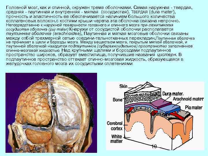 Головной мозг, как и спинной, окружен тремя оболочками. Самая наружная твердая, средняя паутинная и