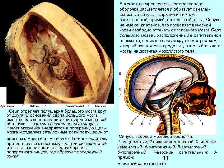 В местах прикрепления к костям твердая оболочка расщепляется и образует каналы венозные синусы: верхний